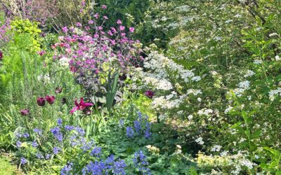 Gardening in May – jobs to do this month